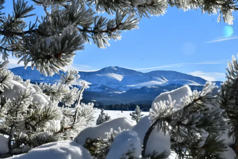 view of snowy mountains through snow laden pine tree branches. 